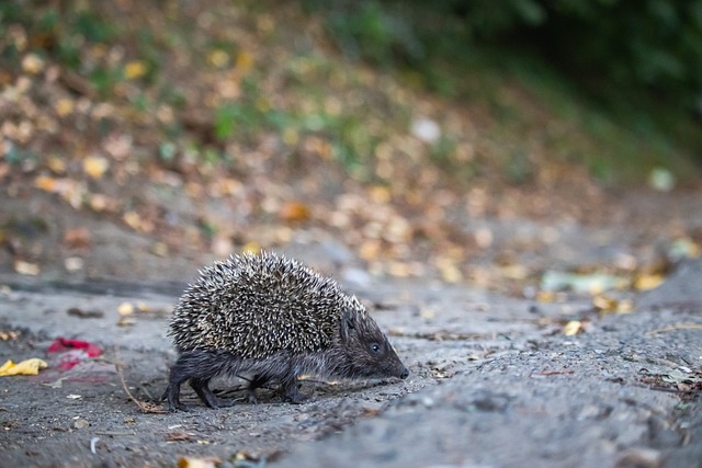 季的关键时 季的关键时